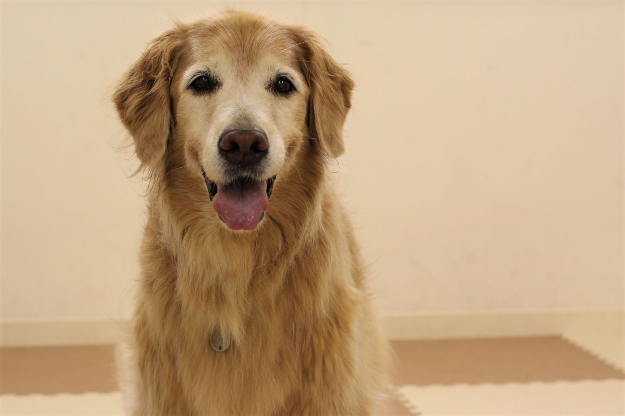 レトリーバー,取材