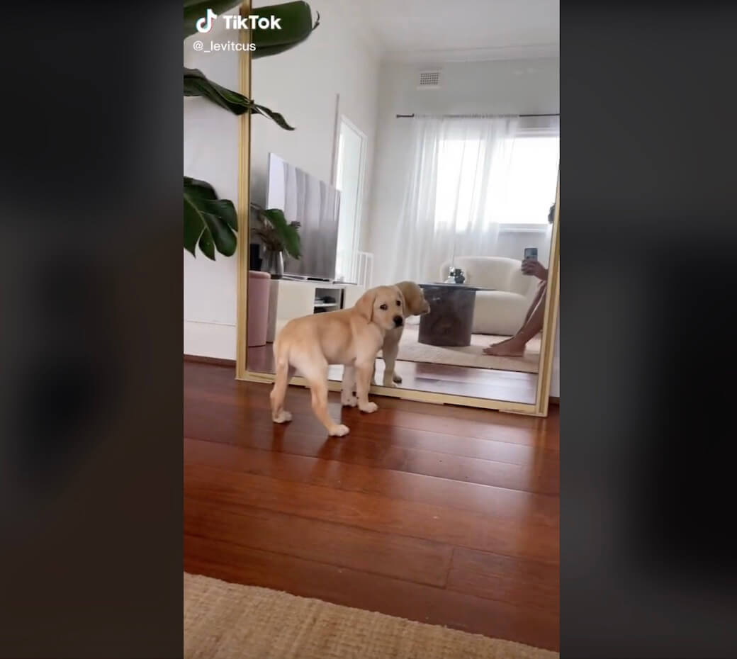 ラブラドールレトリーバー,動画