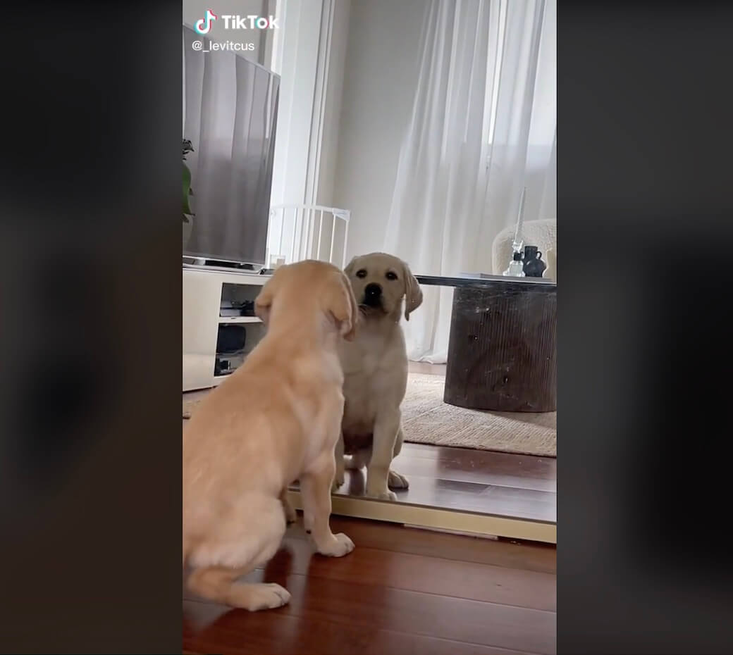 ラブラドールレトリーバー,動画