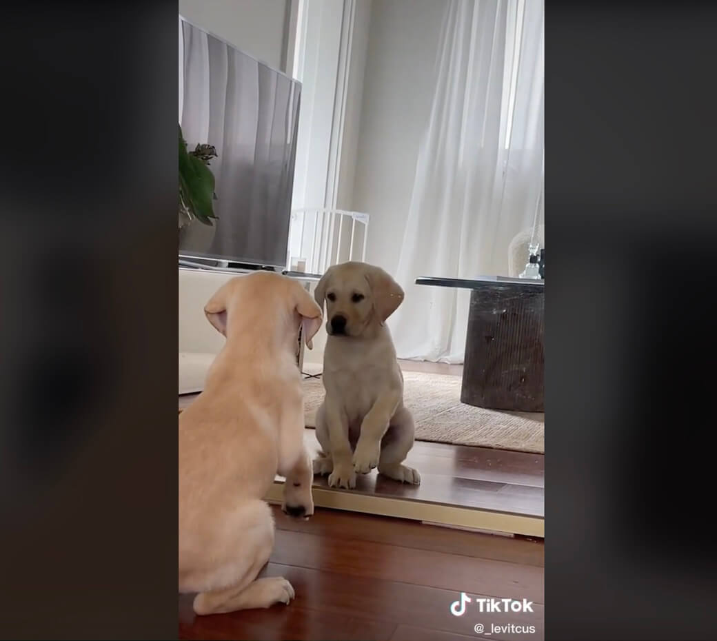 ラブラドールレトリーバー,動画