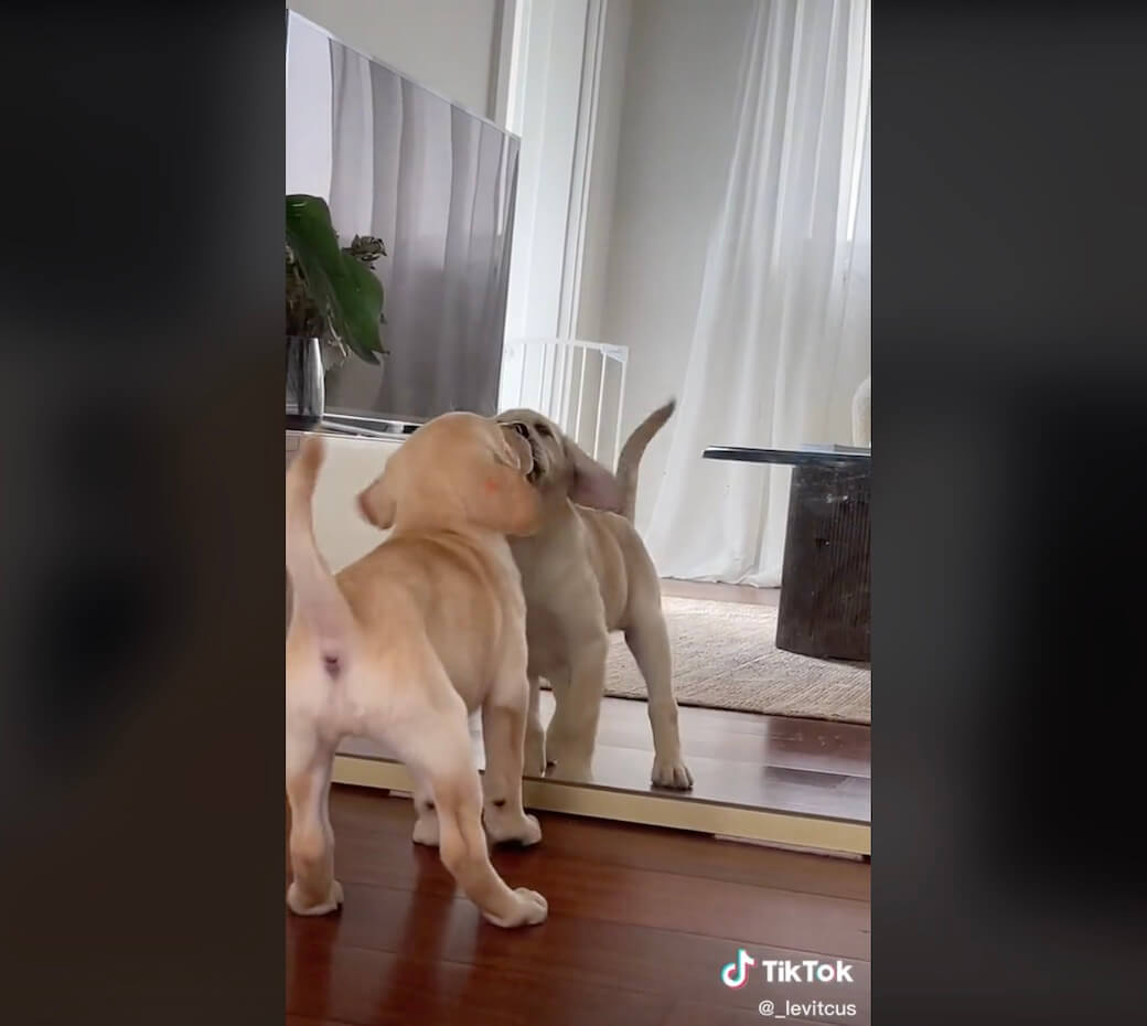 ラブラドールレトリーバー,動画