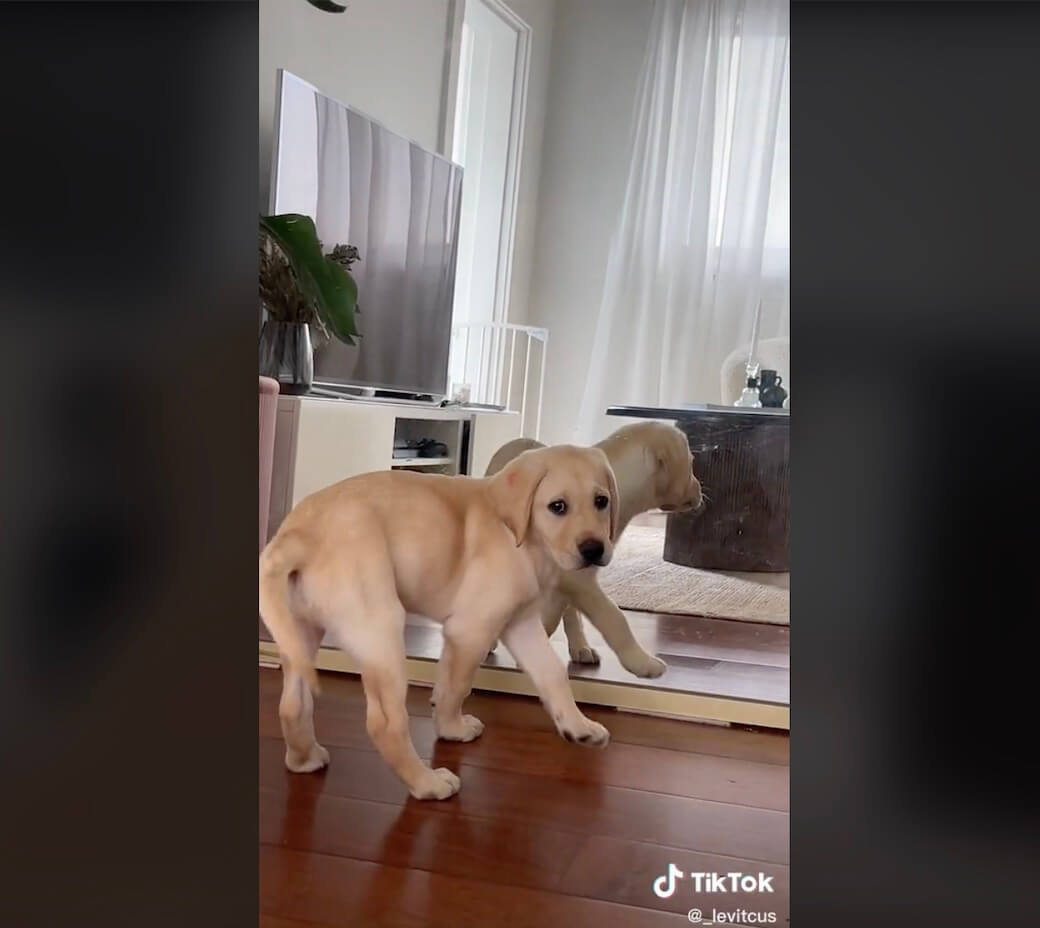 ラブラドールレトリーバー,動画