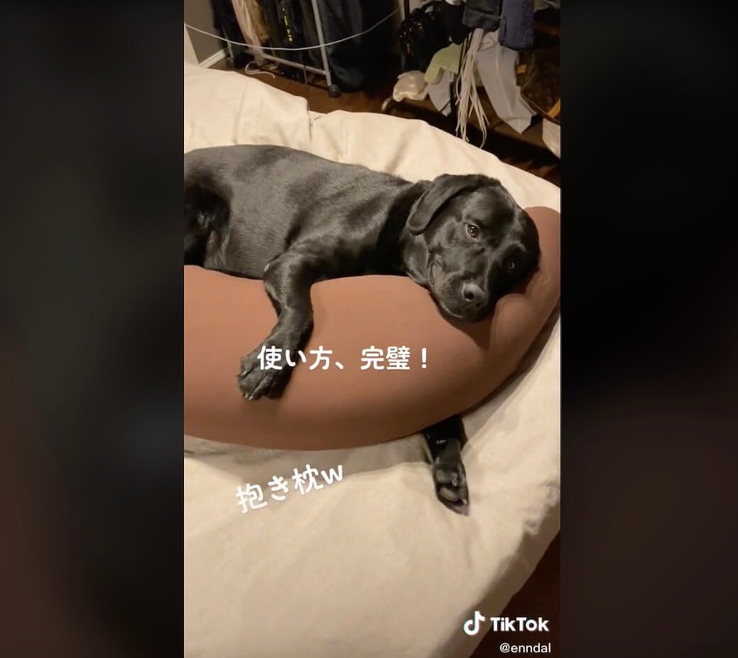 ラブラドールレトリーバー,動画