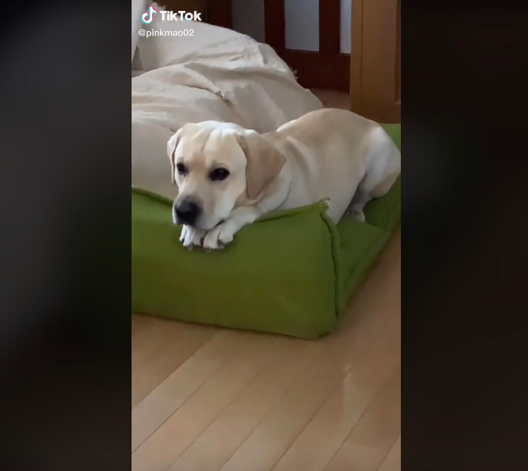 ラブラドールレトリーバー,動画