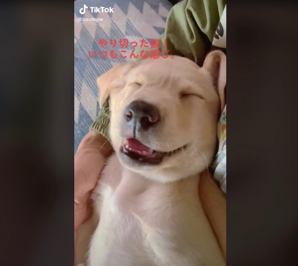 ラブラドールレトリーバー,動画