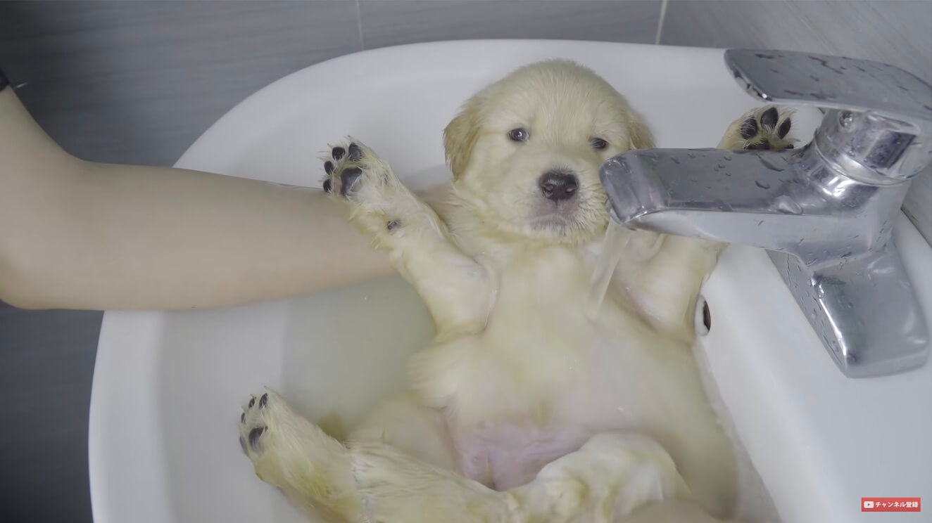 ゴールデンレトリーバー,動画