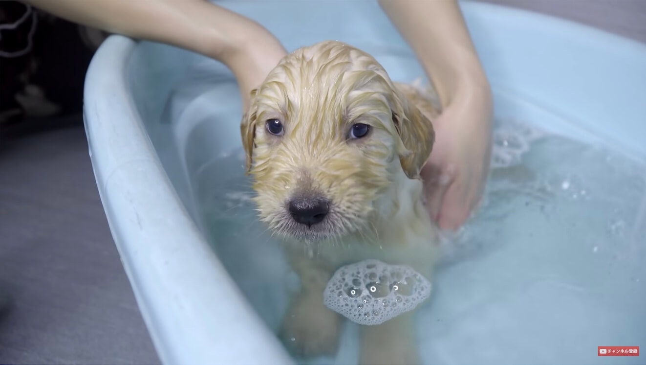 ゴールデンレトリーバー,動画