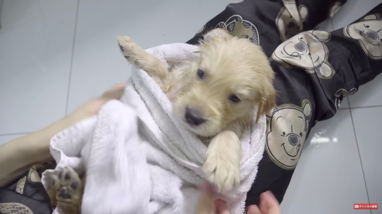 ゴールデンレトリーバー,動画