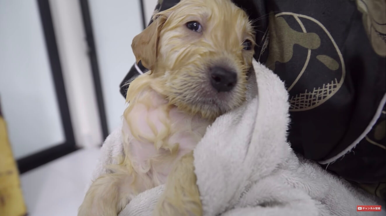 ゴールデンレトリーバー,動画