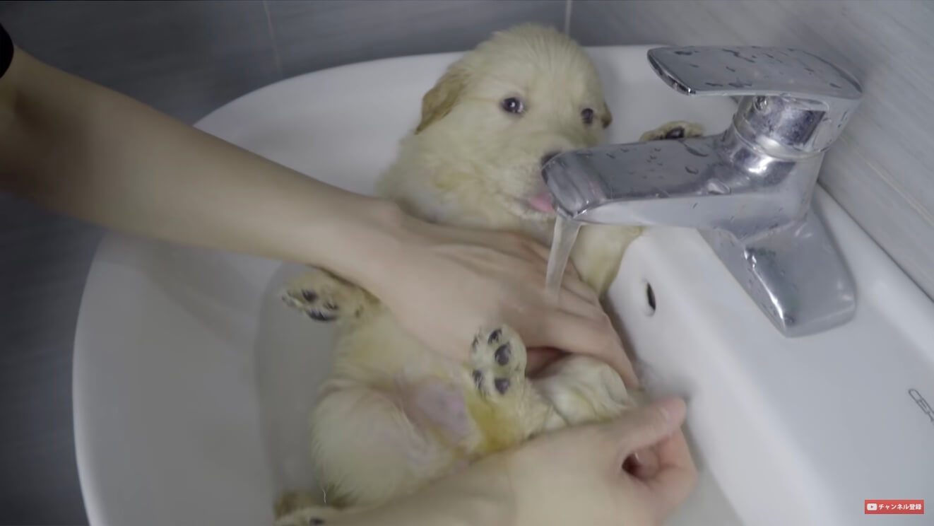 ゴールデンレトリーバー,動画