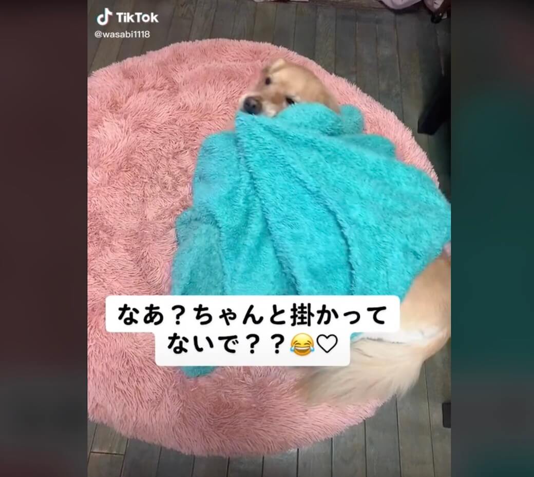 ゴールデンレトリーバー,動画