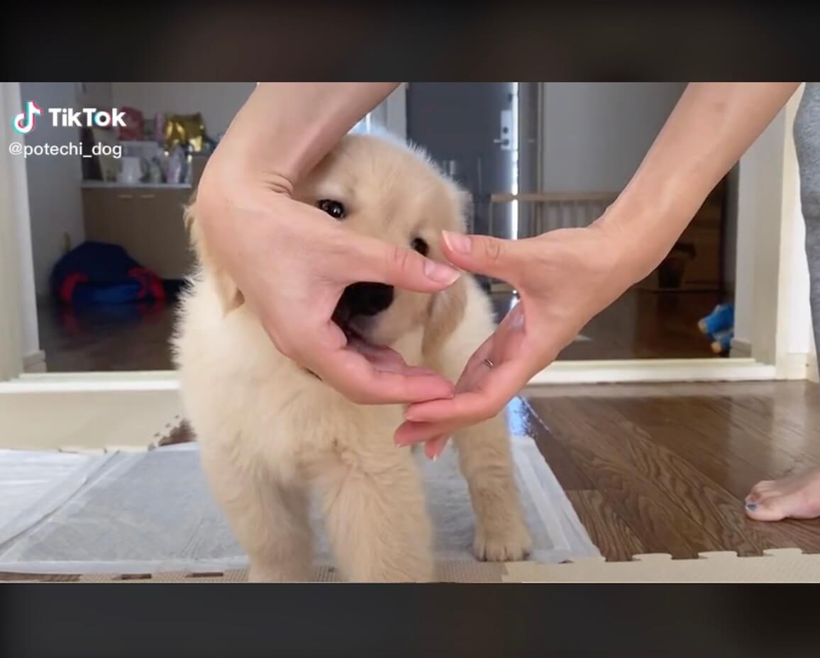 ゴールデンレトリーバー,動画