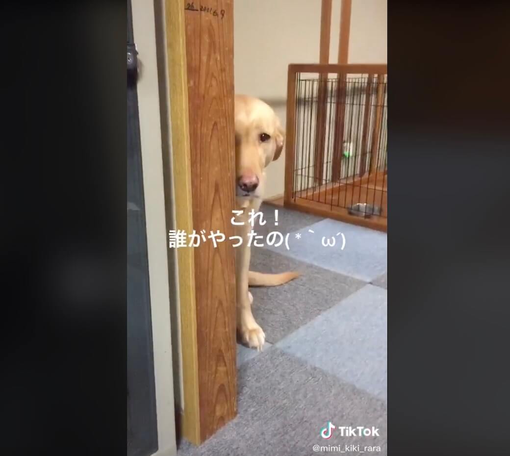 ラブラドールレトリーバー,動画