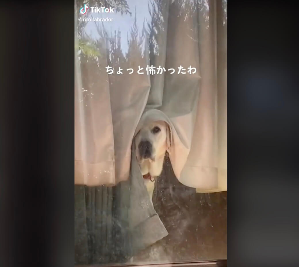 ラブラドールレトリーバー,動画