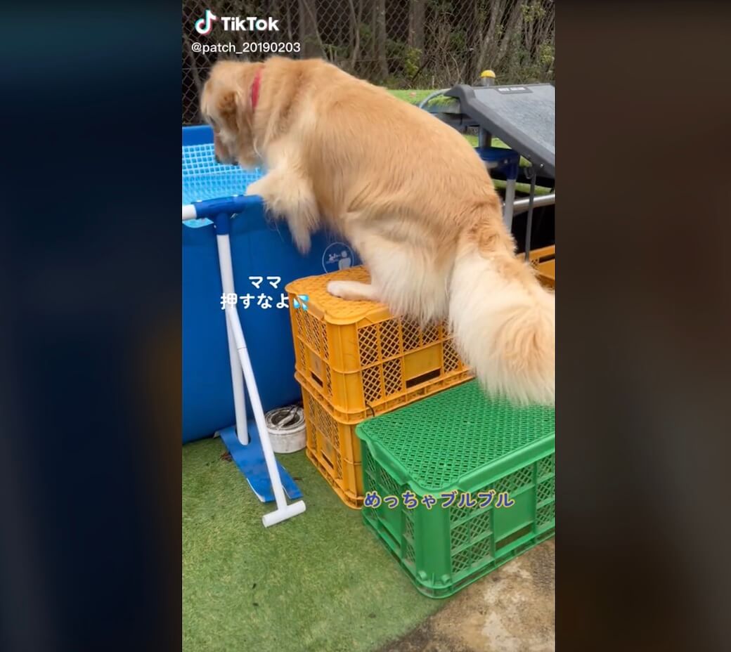 ゴールデンレトリーバー,動画