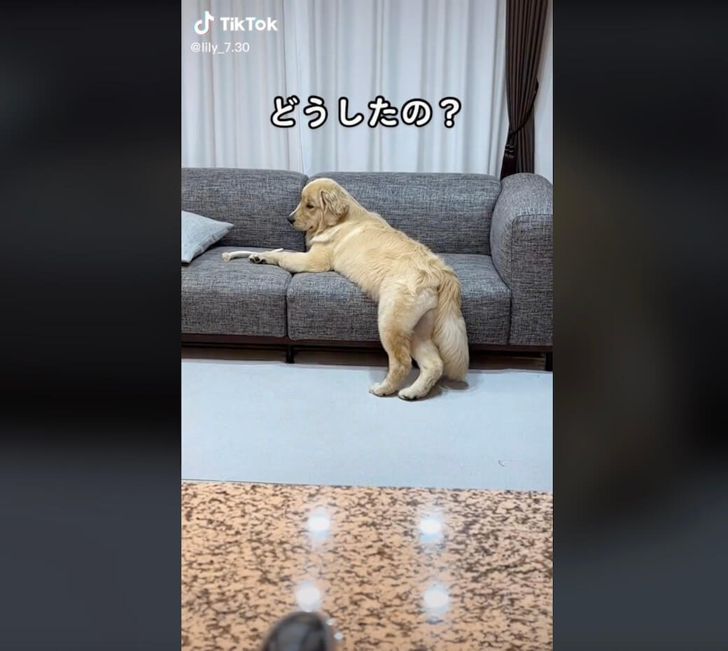 ゴールデンレトリーバー,動画