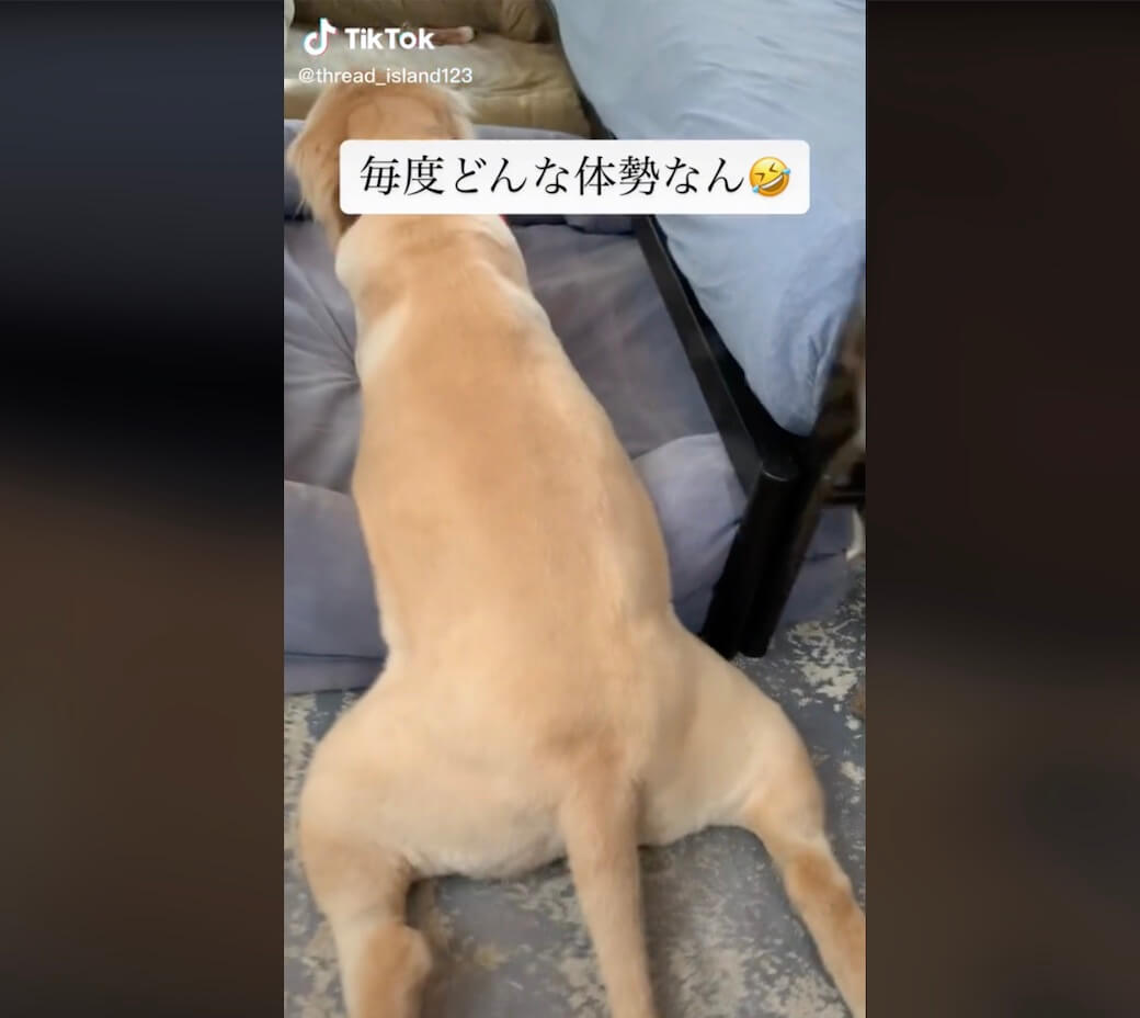 ゴールデンレトリーバー,動画