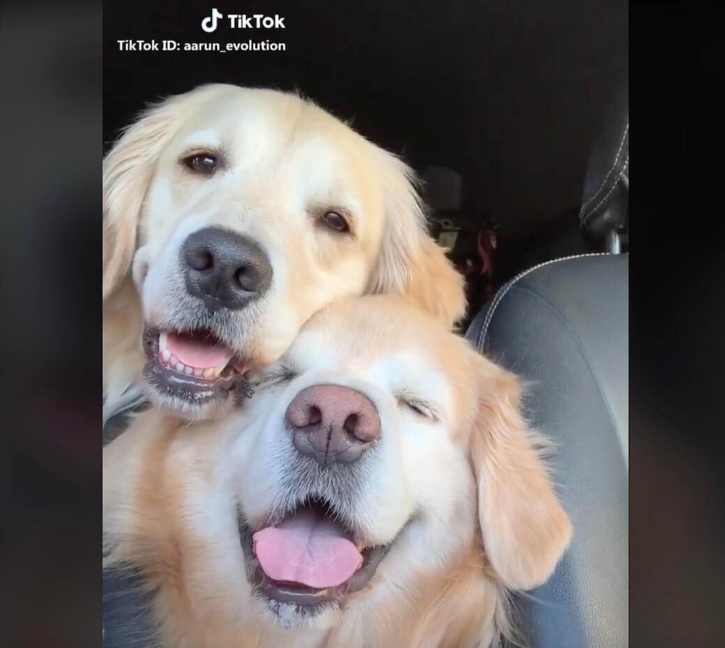 ゴールデンレトリーバー,動画