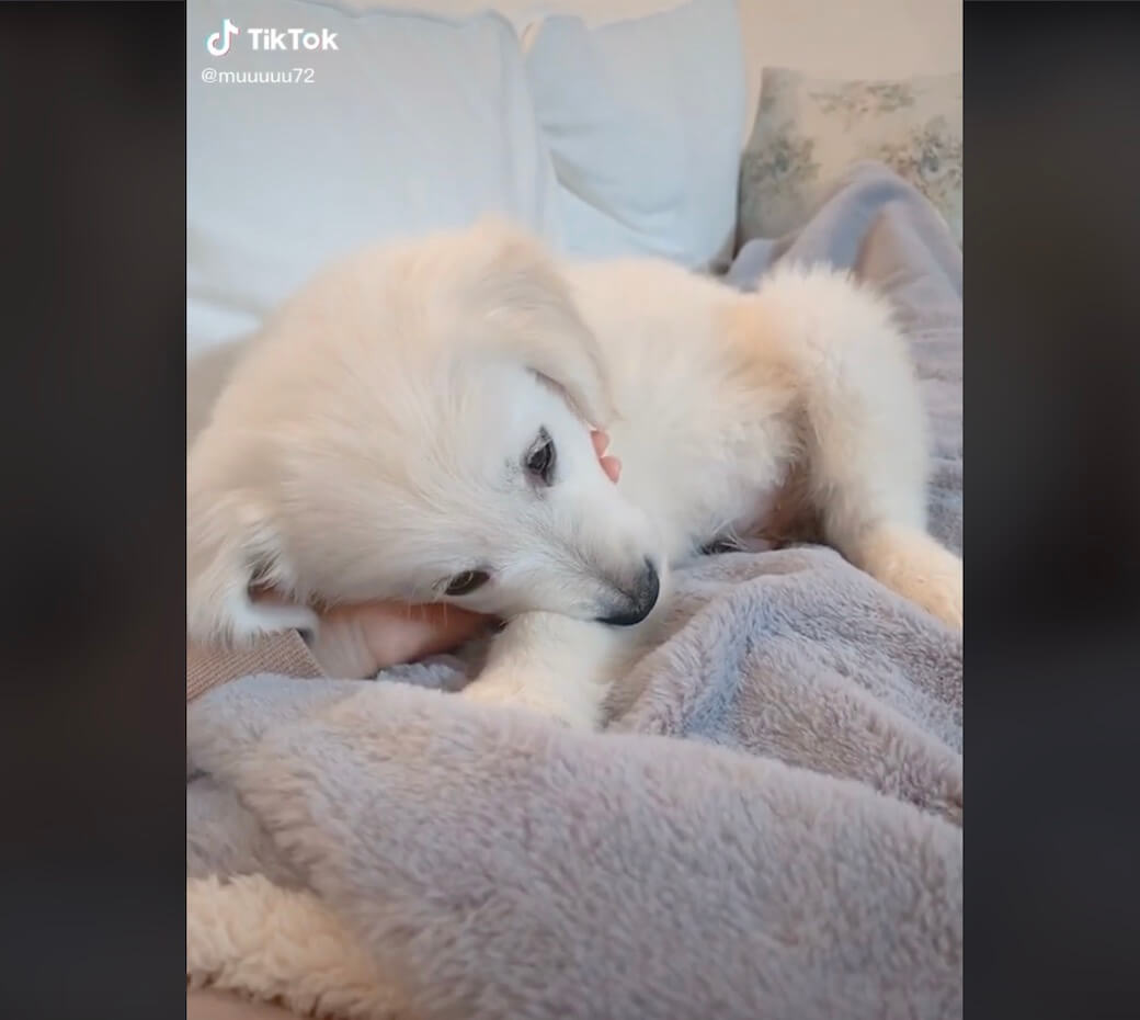 ゴールデンレトリーバー,動画