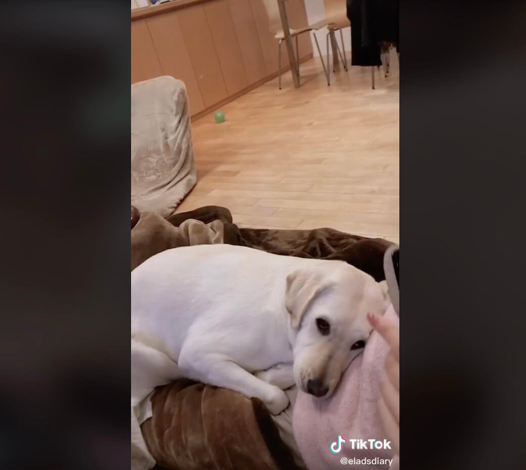 ラブラドールレトリーバー,動画