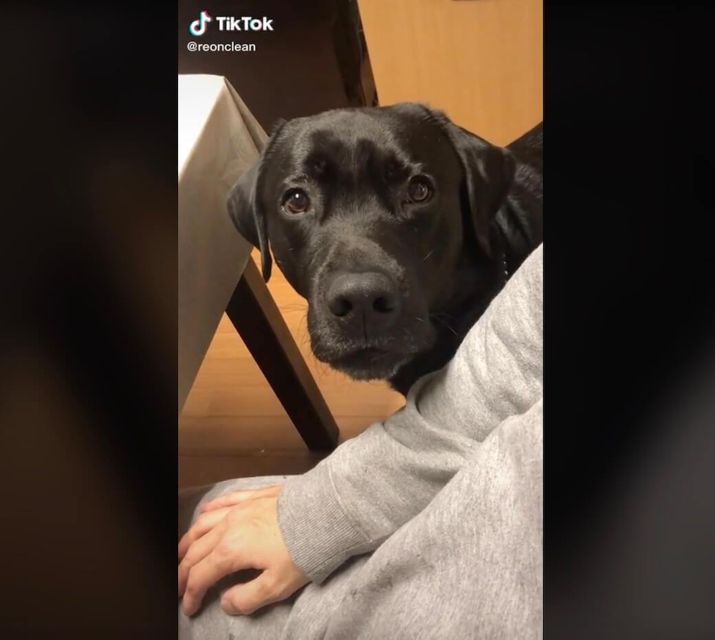 ラブラドールレトリーバー,動画