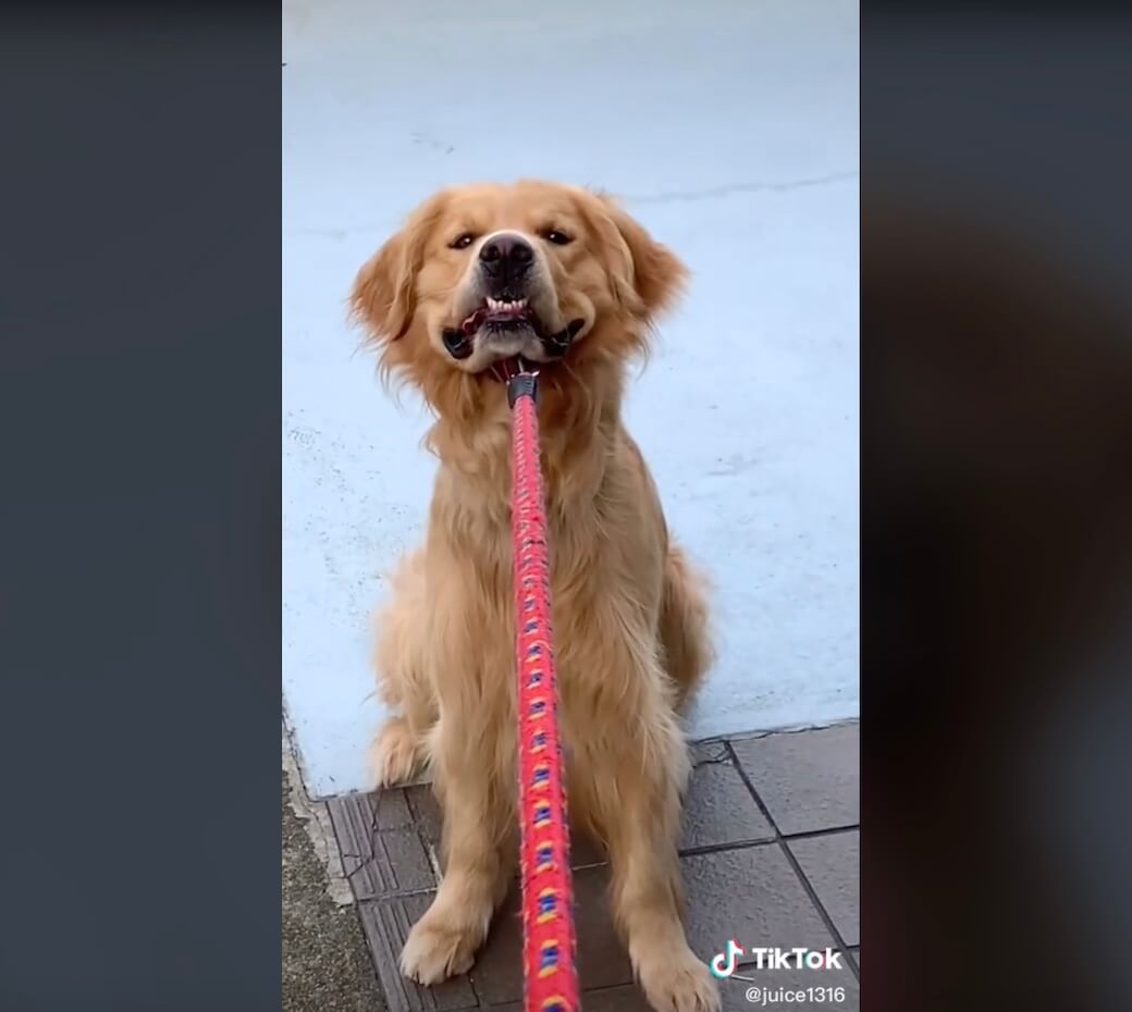 ゴールデンレトリーバー,動画