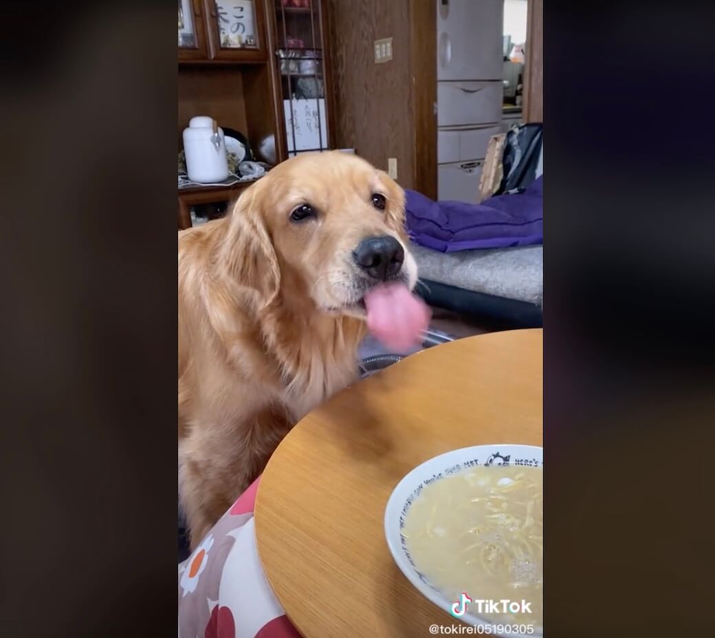 ゴールデンレトリーバー,動画