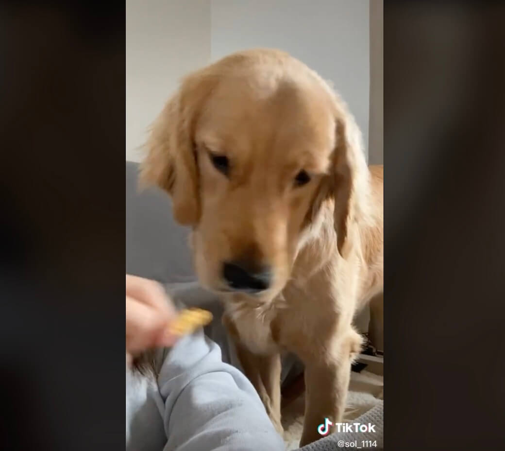 ゴールデンレトリーバー,動画