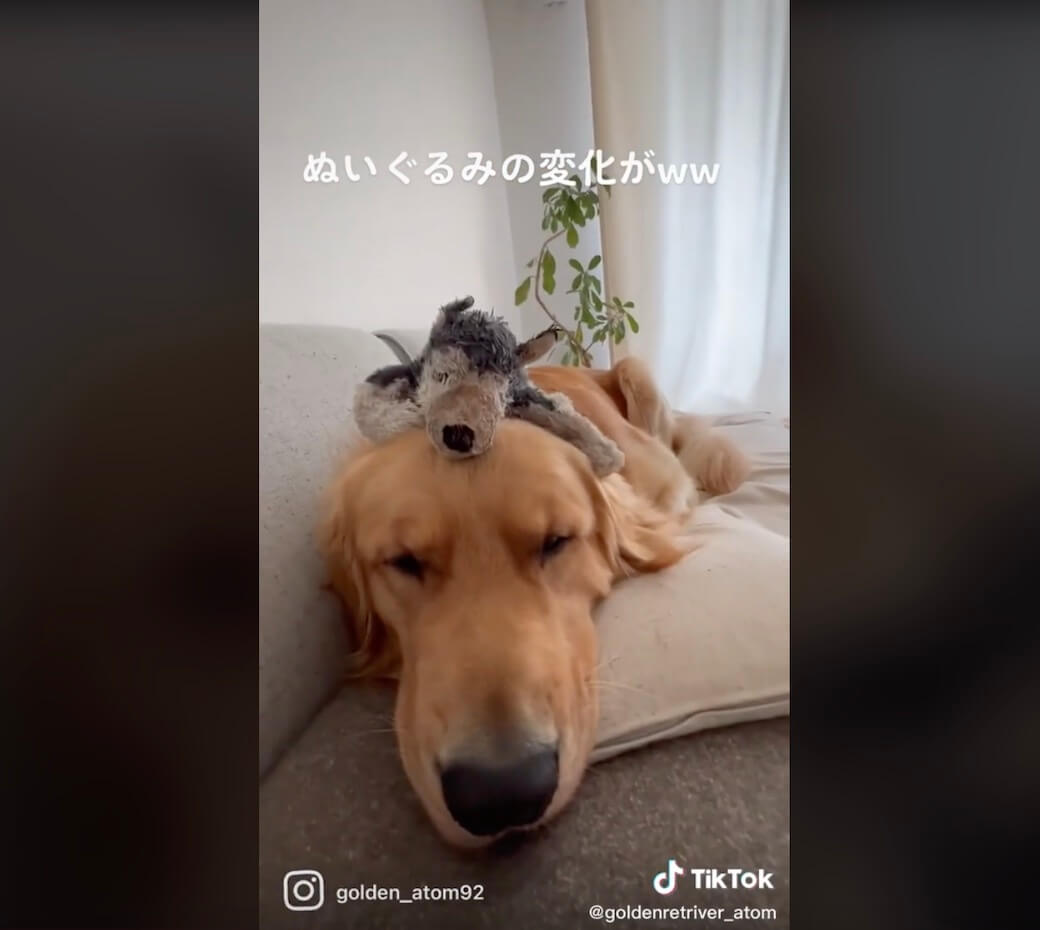 ゴールデンレトリーバー,動画