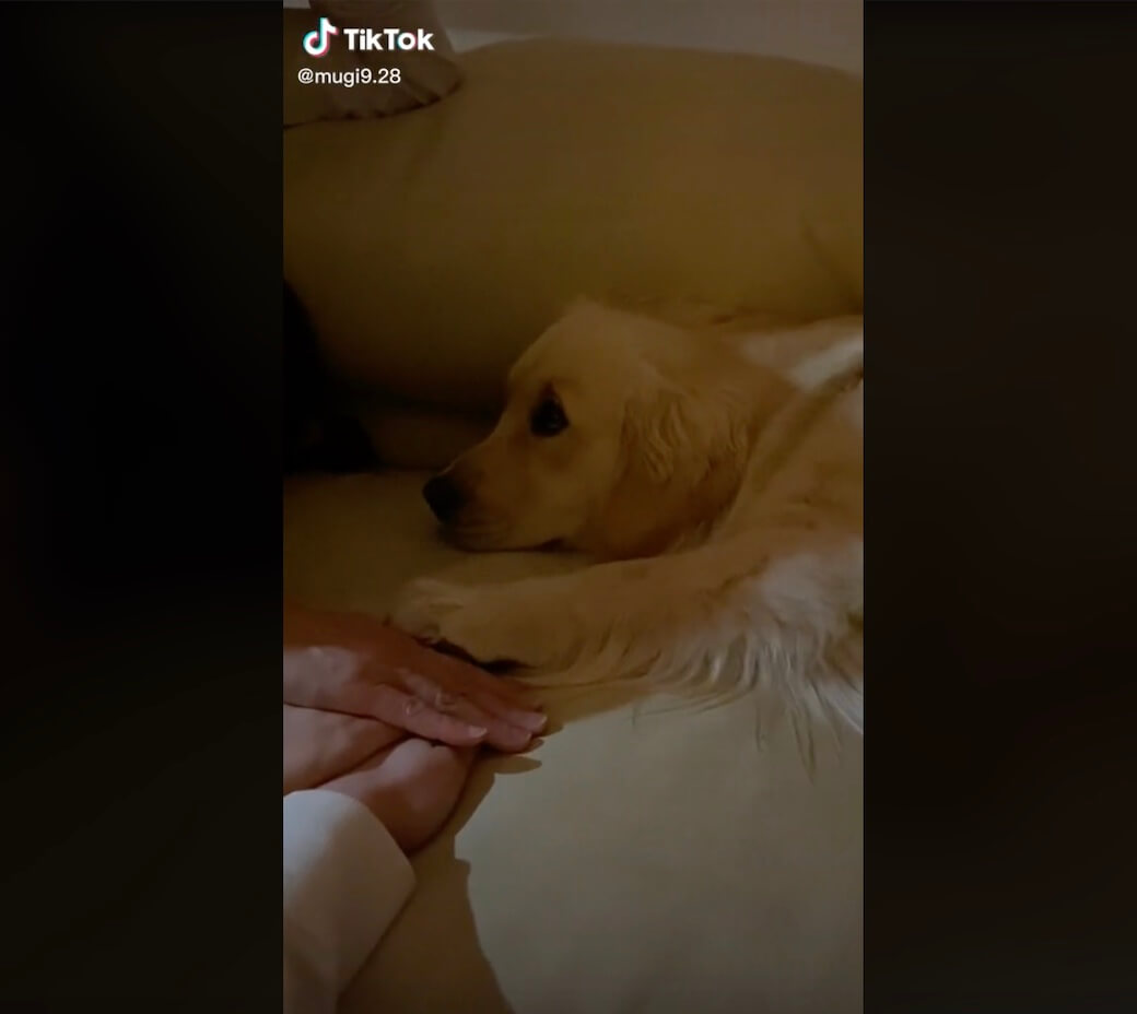 ゴールデンレトリーバー,動画