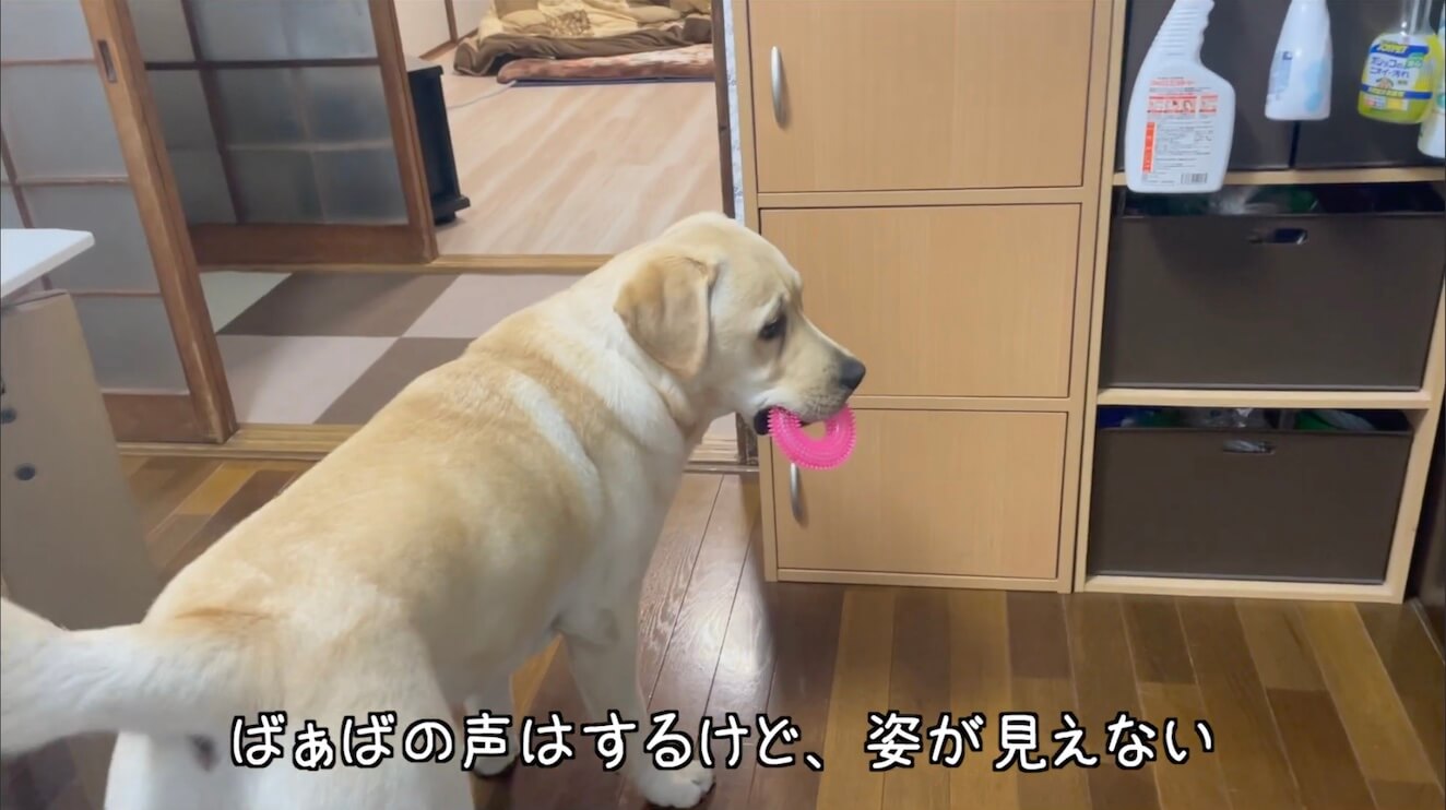 ラブラドールレトリーバー,動画