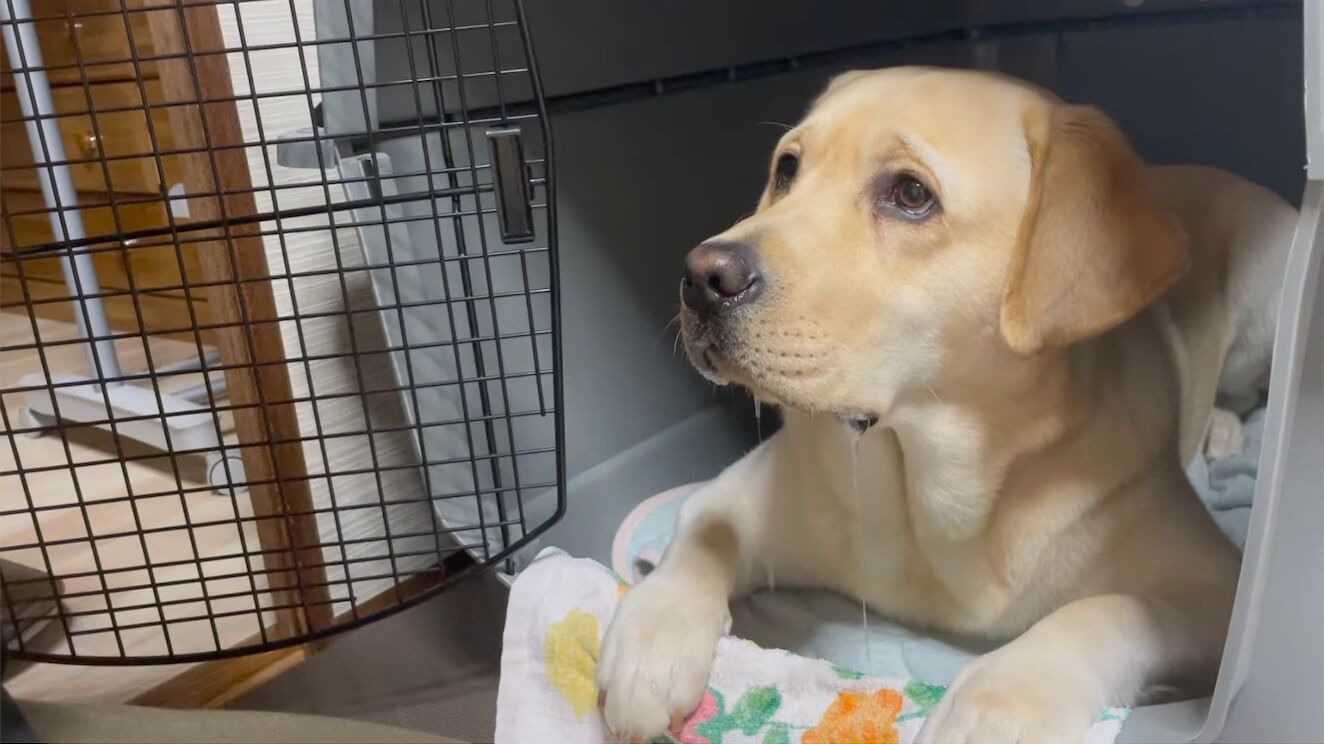 ラブラドールレトリーバー,動画