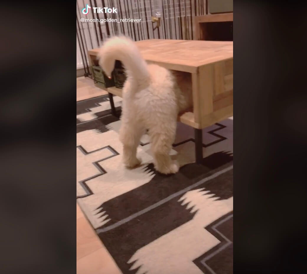 ゴールデンレトリーバー,動画