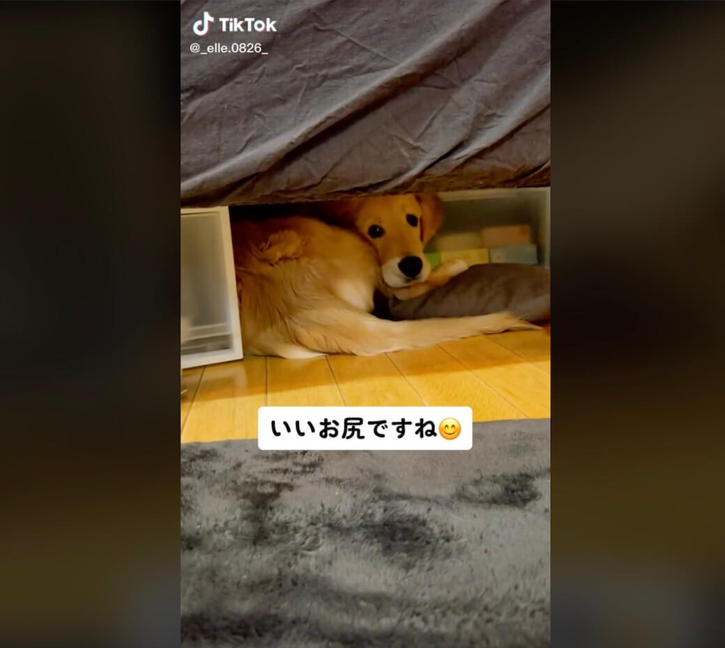 ゴールデンレトリーバー,動画