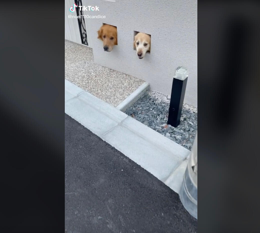 ゴールデンレトリーバー,動画