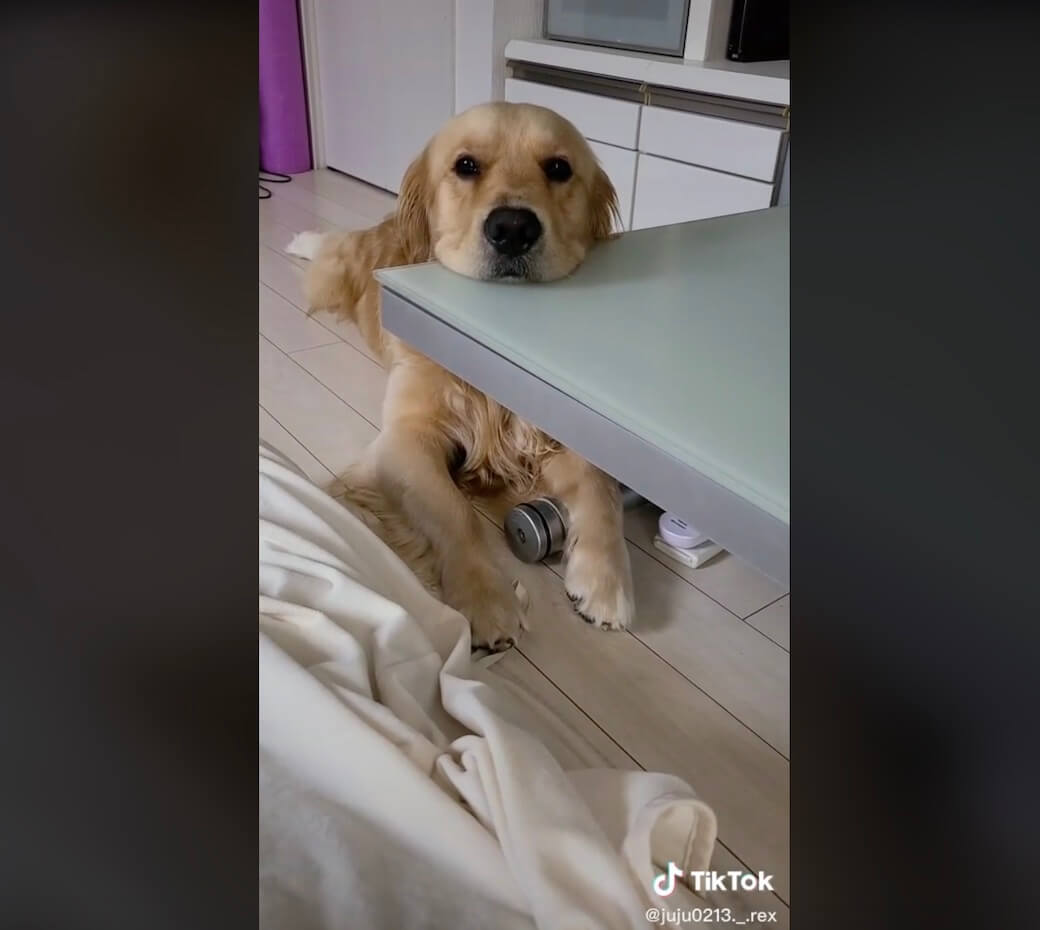 ゴールデンレトリーバー,動画