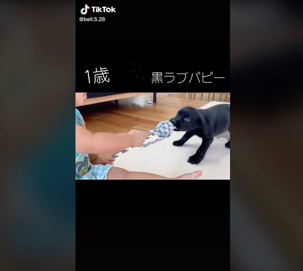 ラブラドールレトリーバー,動画