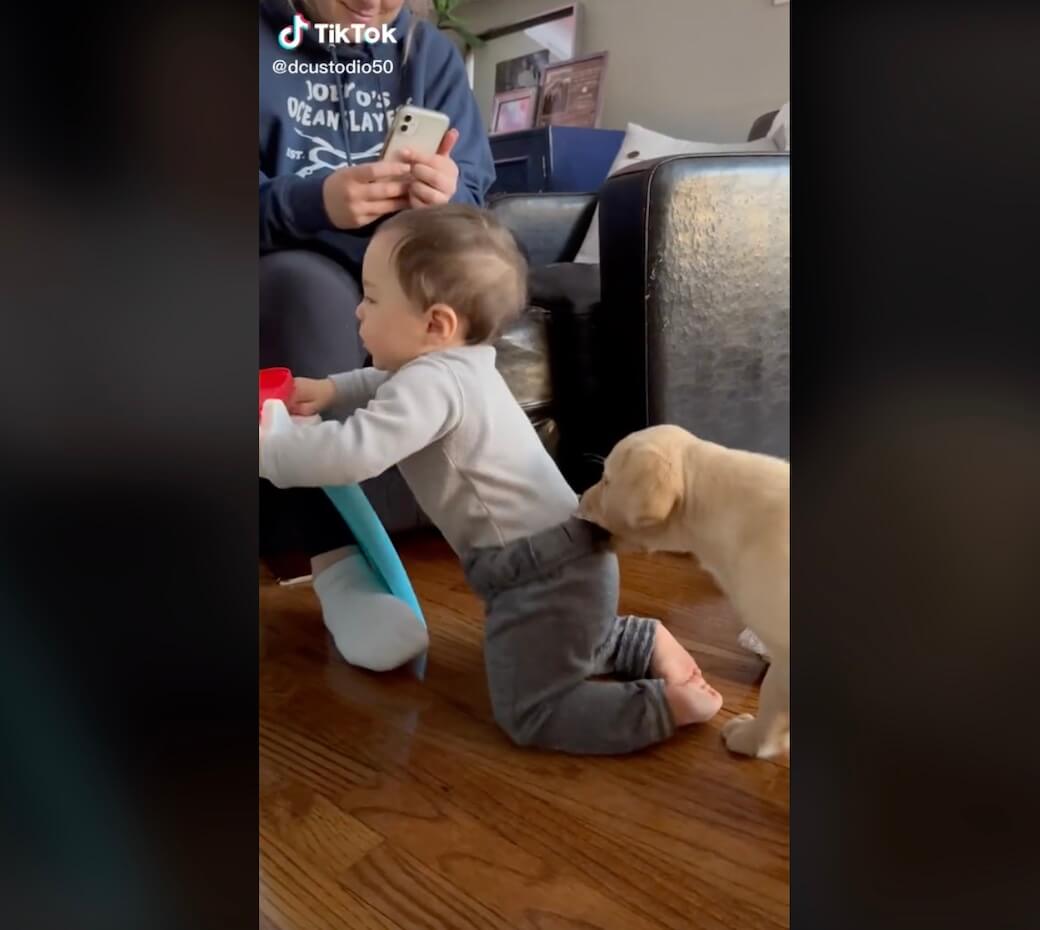 ラブラドールレトリーバー,動画