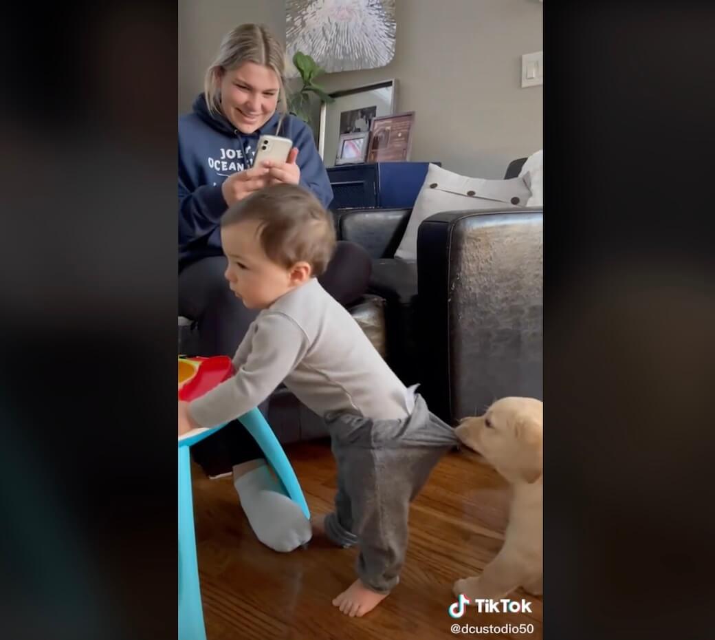 ラブラドールレトリーバー,動画