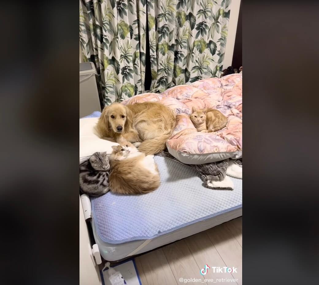 ゴールデンレトリーバー,動画