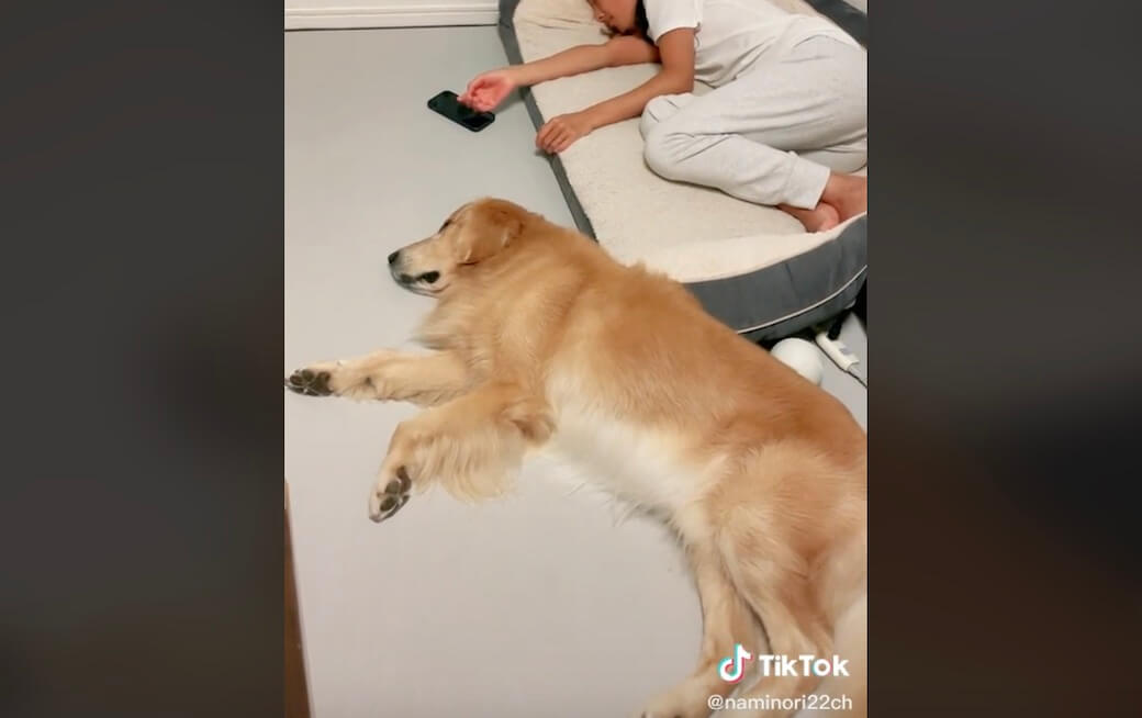 ゴールデンレトリーバー,動画