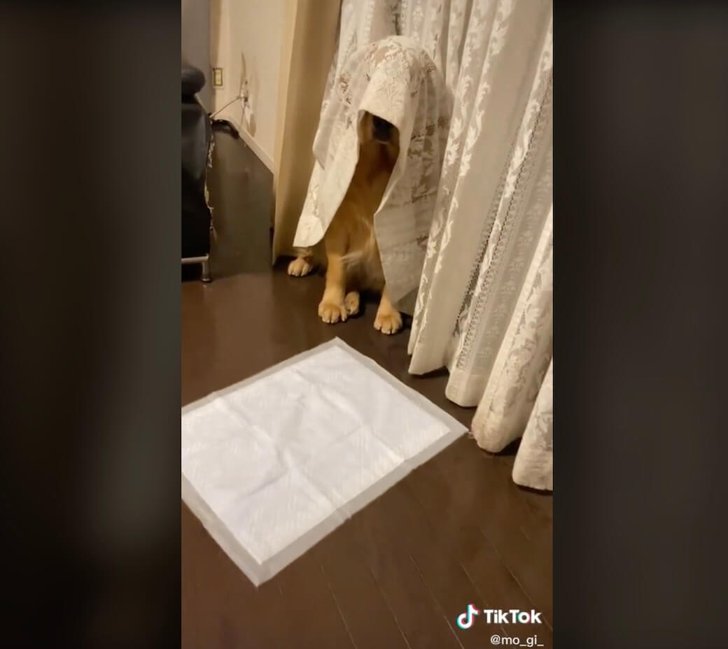 ゴールデンレトリーバー,動画