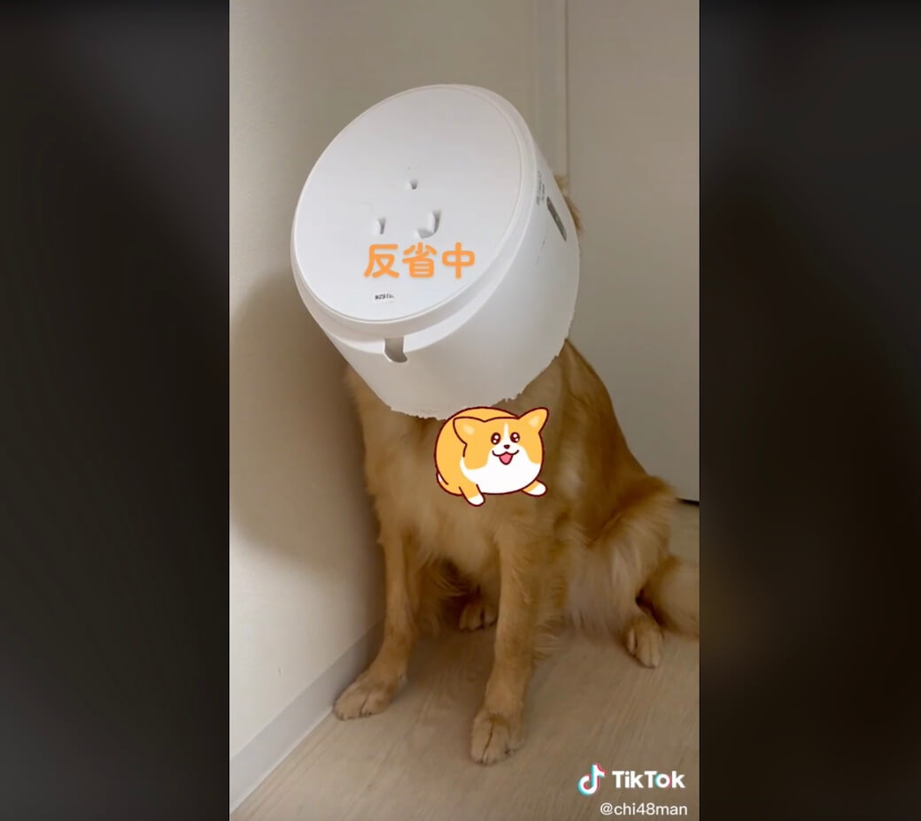 ゴールデンレトリーバー,動画