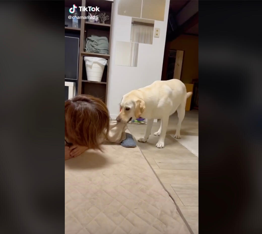 ラブラドールレトリーバー,動画