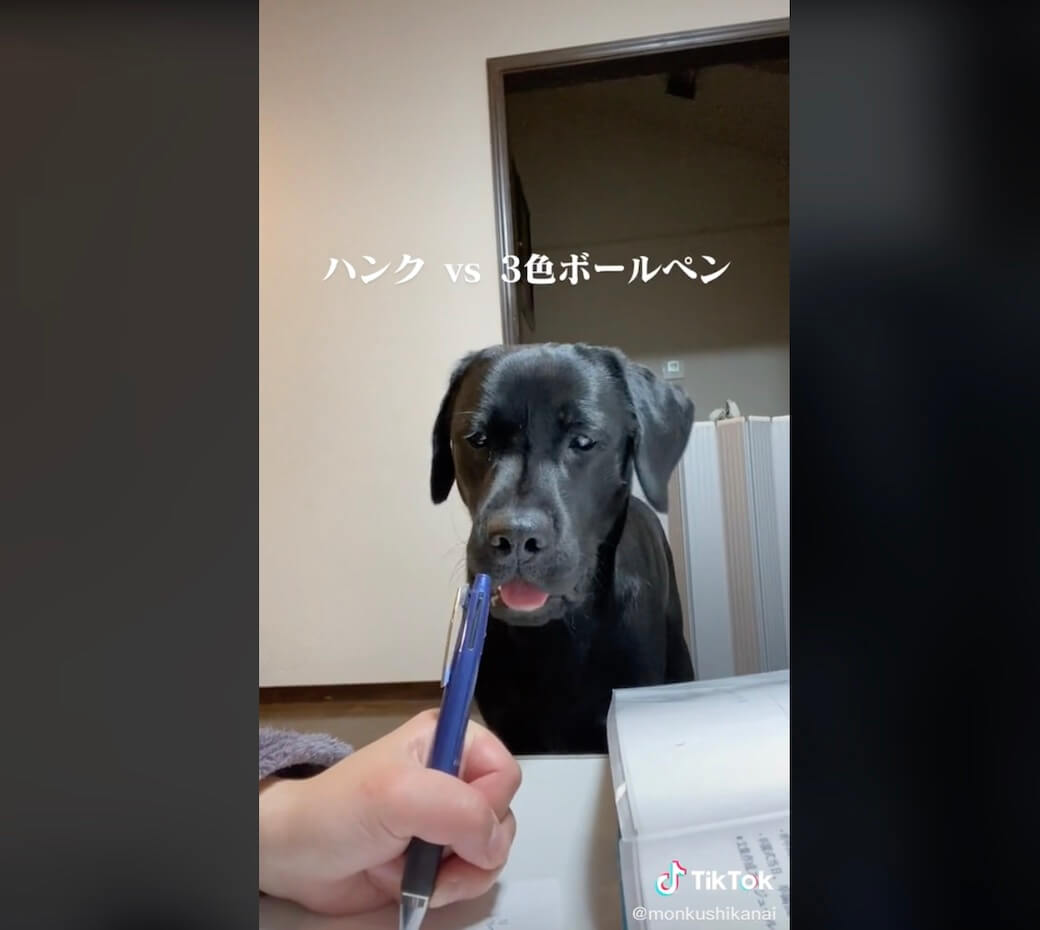 ラブラドールレトリーバー,動画