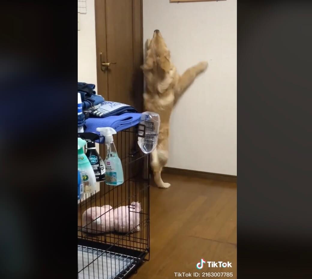 ゴールデンレトリーバー,動画