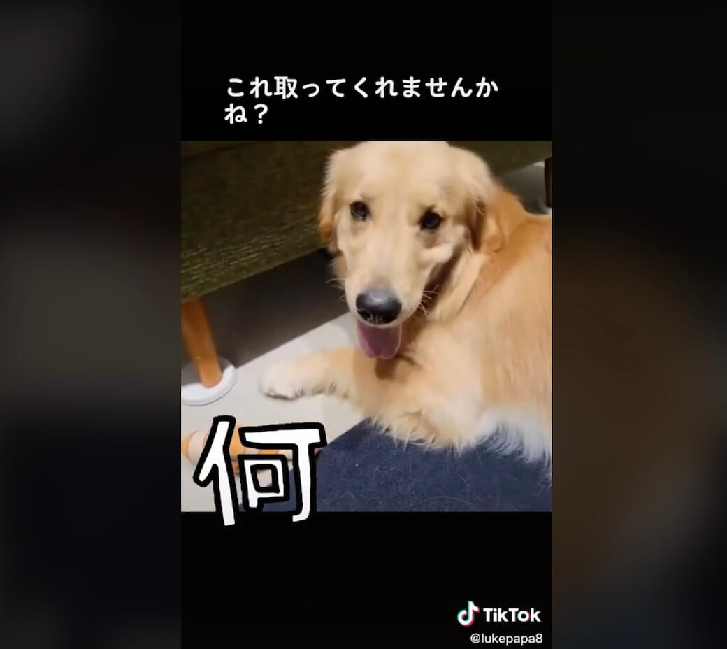 ゴールデンレトリーバー,動画