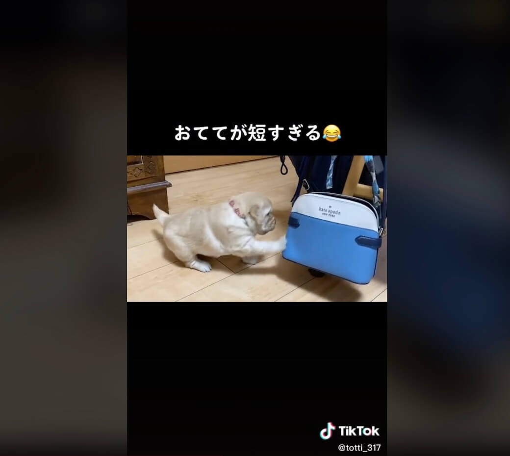 ゴールデンレトリーバー,動画