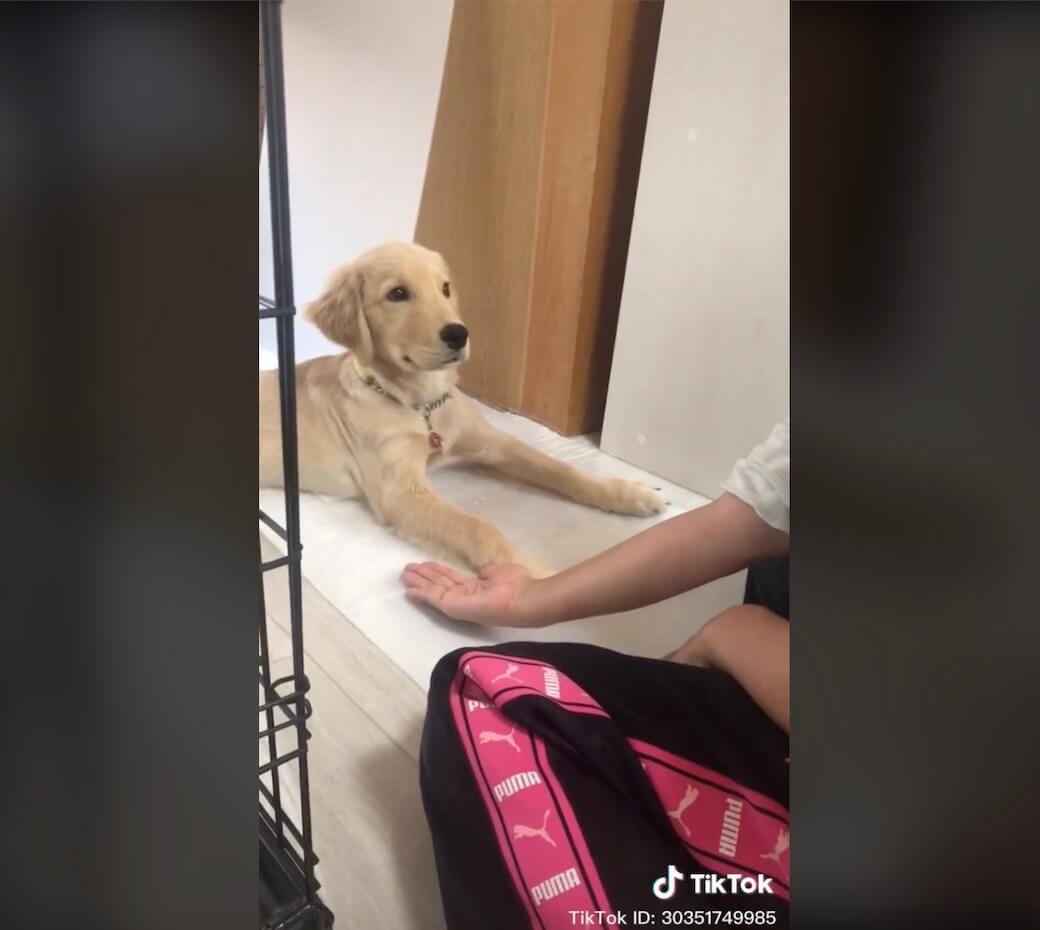 ゴールデンレトリーバー,動画