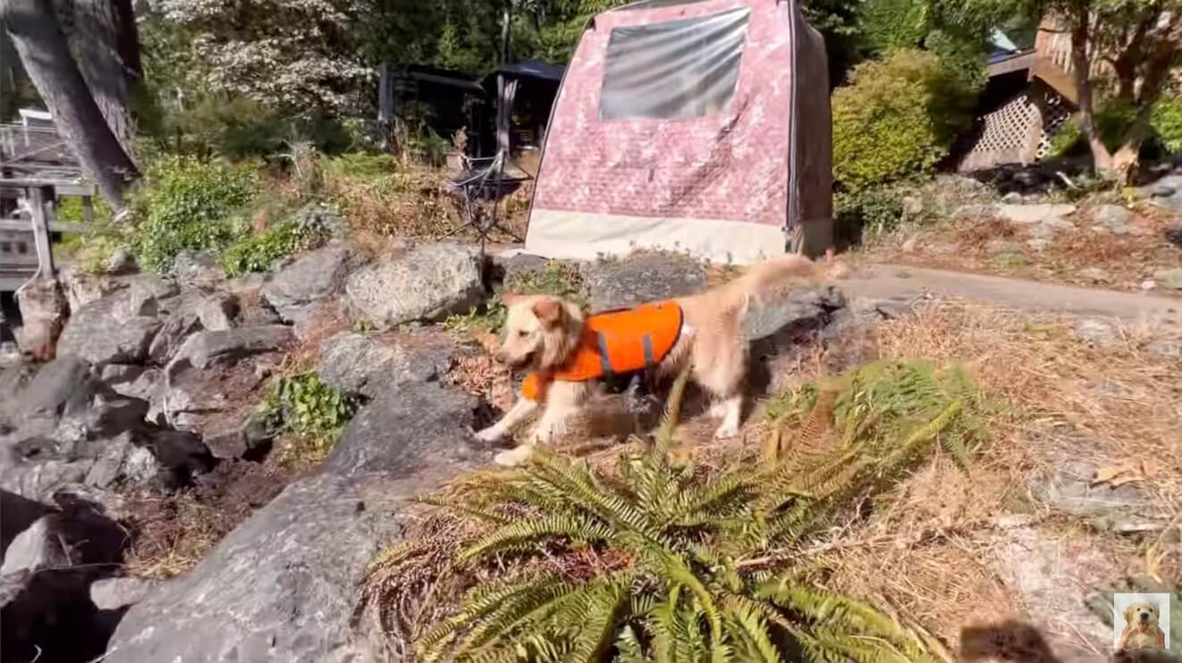 ゴールデンレトリーバー,動画